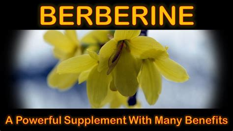 Berberine – A Powerful Supplement With Many .